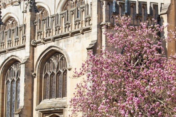 a tree with pink flowers in front of a stone building
